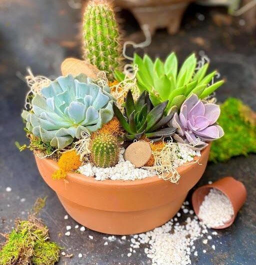 10 Pıctures that Prove You Can Plant Succulents Anywhere!