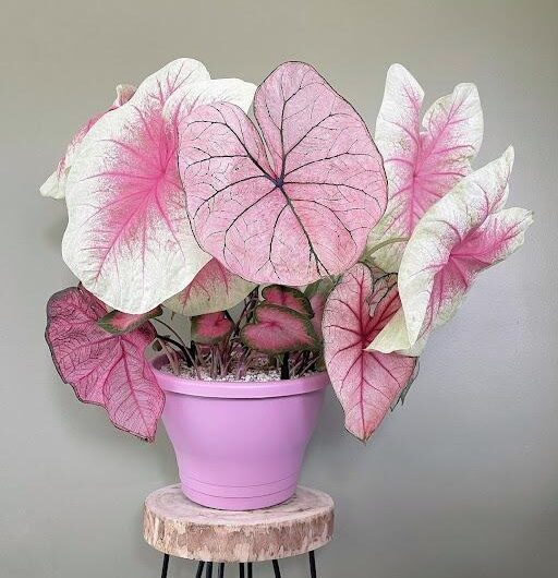 Own wıth Pleasure these 7 Amazıng Pınk Houseplants