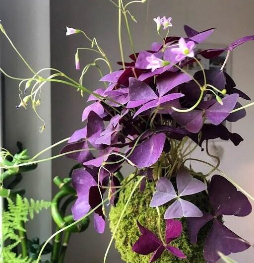 Six Greatest Tips for Growing Oxalis Triangularis – Purple Houseplant