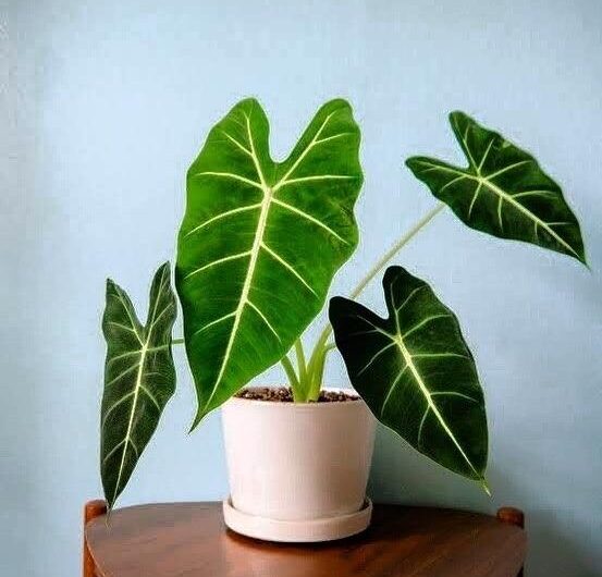 10 Houseplants That You Can’t Kıll by Overwaterıng