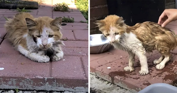 Starving Cat Appears in person’s Backyard Asking for Help