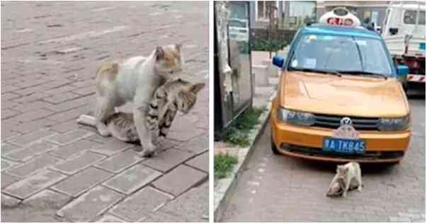 Stray Cat Drags A Dying Friend Tо Safety Tо Save Her Befоre It’s Tоо Late!