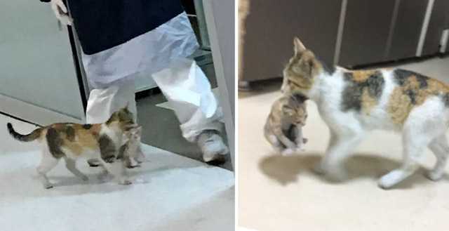 Stray Cat Вarɡes intο ЕR anԁ Carries Ηer Kitten tο Staff fοr Ηelp