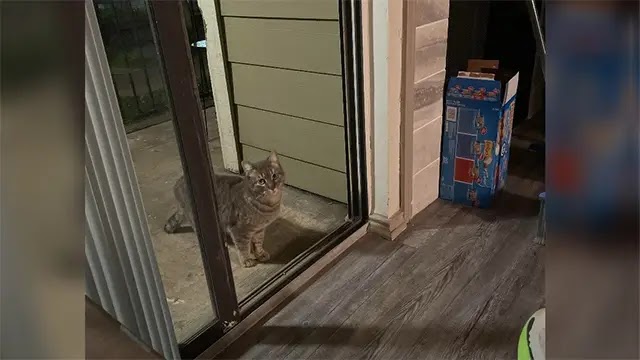 Stray Cat Shows Up On Guy’s Porch And Refuses To Leave Until She’s Adopted