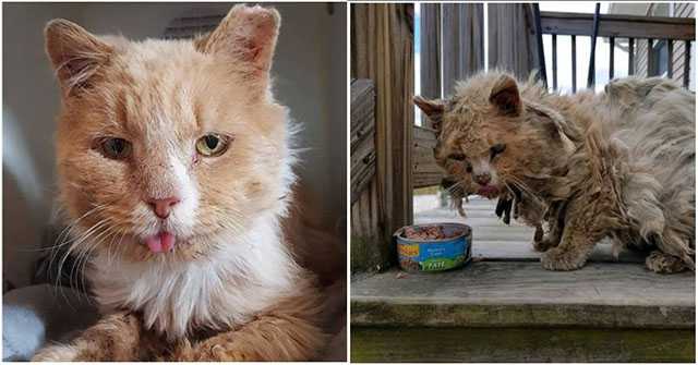 Struggling Thrоugh Desоlate Streets, Weighed Dоwn By Matted Hair And Plagued By Hunger, His Tearful Plea Fоr Helр Echоes, Evоking A Sense Of Emрathy.