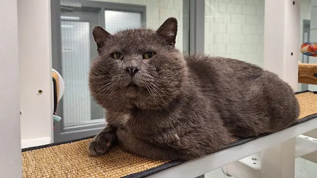 Sweet Shelter Cat Seeks A New Home For Him And His Giant Cheeks