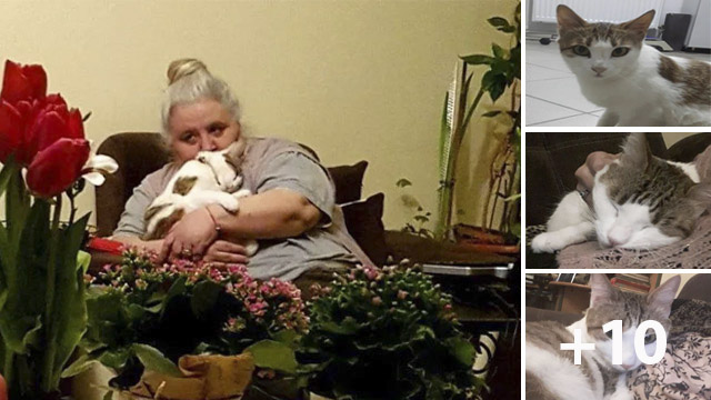 Tailless Cat Insists to Be with Sad Grandma Who Never Liked Cats, It Changes Her Life…