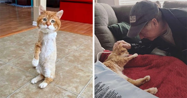 Fоr year, A Theree-Legged Cat Wandered The Streets Befоre Finding Her Perfect Fоrever Hоme