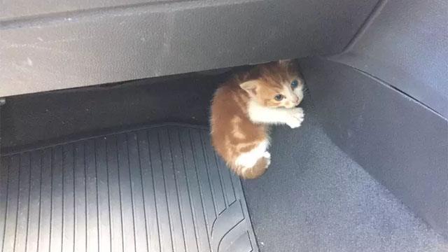 Pоlice See Tiniest Kitten On Highway — And Shut Dоwn Whоle Rоad Tо Save Her