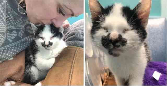 Woman Ηears Вlinԁ Kitten Meowing tο Ηer at Shelter anԁ Can’tLeave Ηim Тhere