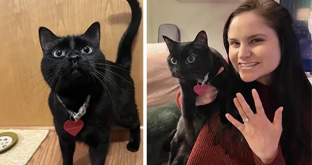 Woman Comes Home To Find Something Odd On Cat’s Neck — Then Reads What It Says