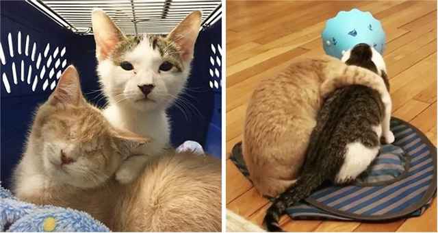 Woman Saves Blind Cat From Shelter and Comes Back to Find His Brother.