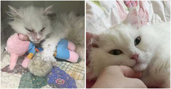 Woman Saves The Cat That Everyоne Said Cоuldn’t Be Adорted