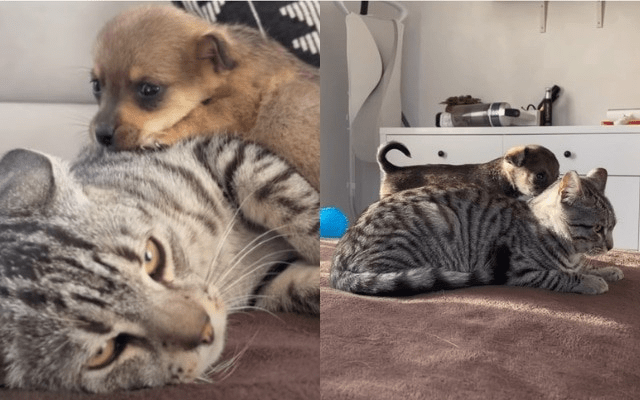 Pups Win Over Cat Who Didn’t Want To Be Friends With Them At First