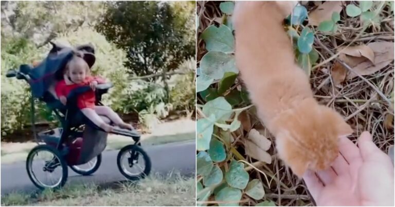 Abandoned Kitten Joins Mom And Daughter For A Walk In A Baby Stroller 