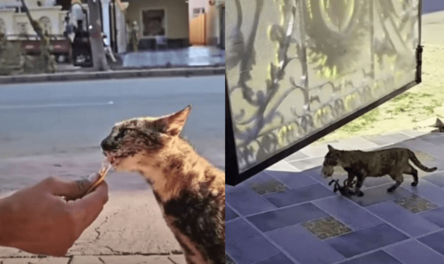 Stray Cat Gifts Her Kittens To A Kind Man Who Fed Her