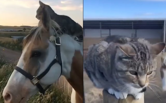 Heart-Melting Moment As Horse Lets Her Cat Friend Ride