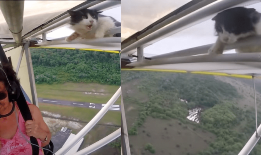 Kitten Clinging To Airplane Wing Shocks Pilot