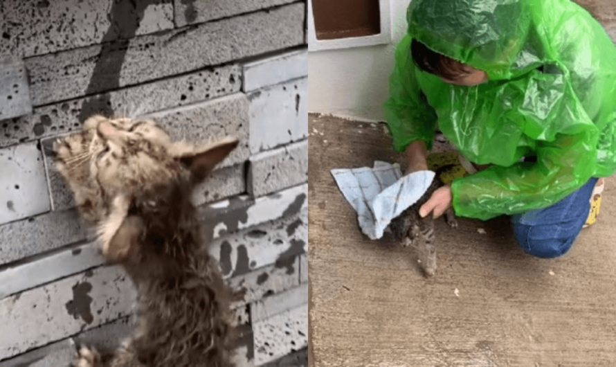 Left All Alone In Pouring Rain, Cat’s Cry For Help Almost Goes Unnoticed