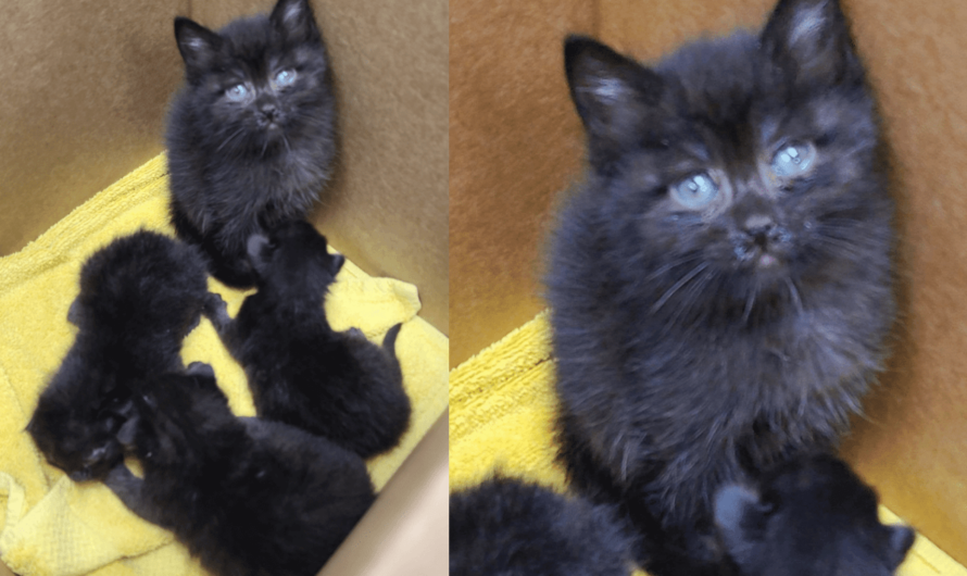 Cat Takes Up Mommy Duties Caring For Orphaned Newborn Kittens 