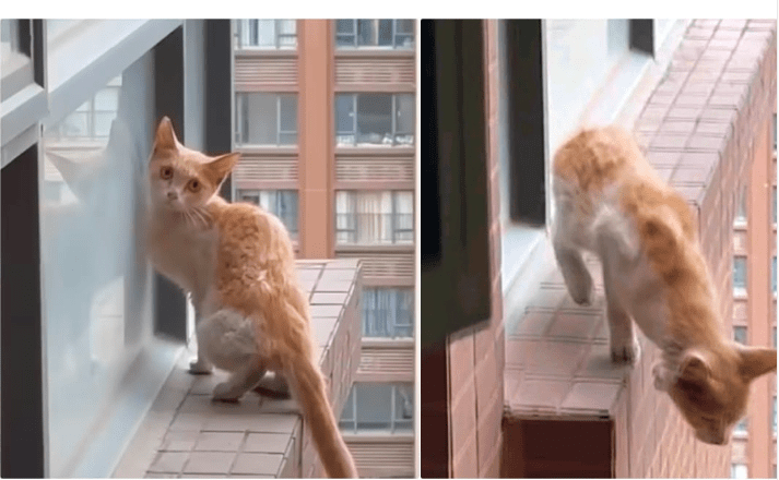 A Leap Of Faith From The Ledge Of A 30-Story Building, Cat Survives Miraculously